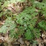 Dicentra canadensis Blatt