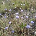 Jasione montanaFlower