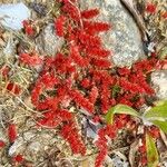 Crassula tillaea Habit