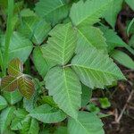 Toxicodendron rydbergii Leaf