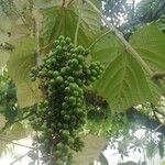 Vitis tiliifolia Plod