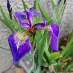 Iris sibirica Fleur