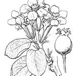 Pyrus salviifolia Anders