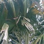 Corypha umbraculifera ᱥᱟᱠᱟᱢ