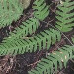 Pteris fauriei Leht