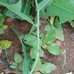Launaea cornuta چھال