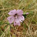 Malva neglecta Kwiat