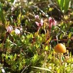 Vaccinium oxycoccosFlors