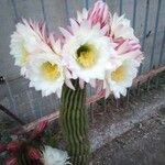 Echinopsis schickendantzii Flor