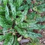 Pulmonaria longifolia Blad