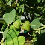 Exochorda racemosa Fruit
