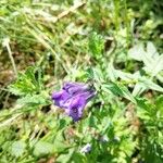 Scutellaria hastifolia Flor