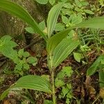 Veratrum lobelianum पत्ता