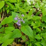 Salvia urticifolia