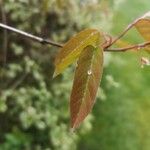 Amelanchier × lamarckii Leaf