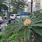 Cycas revoluta Flor