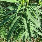 Cannabis sativaHoja