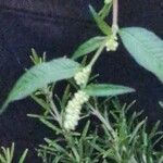 Persicaria lapathifoliaFlower