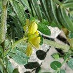 Tribulus terrestris Цвят