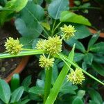 Cyperus difformis Flower