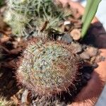 Mammillaria grahamii 葉