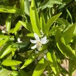 Citrus × aurantium Kvet