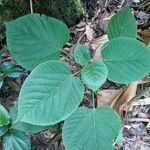 Clerodendrum speciosissimum Лист