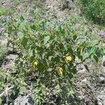 Solanum fiebrigii Habit