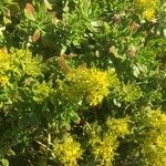 Sedum praealtum Flor