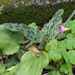 Ledebouria revoluta Лист