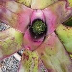 Neoregelia concentrica পাতা