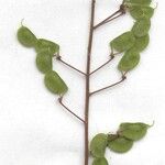 Desmodium axillare その他の提案