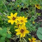 Bidens bipinnata Flower