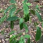 Cornus hongkongensis Leaf