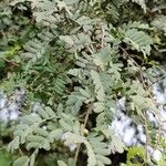 Prosopis cineraria Foglia