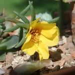 Portulaca grandifloraКветка