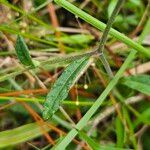 Elephantopus elatus Hoja
