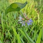 Pontederia hastata 花