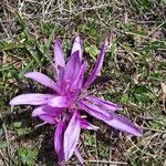 Colchicum bulbocodium Tervik taim