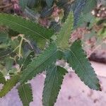 Pavonia hastata List