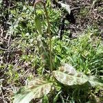 Erythronium oregonum ഇല