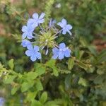 Plumbago europaea Blodyn