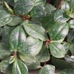 Peperomia glabella Ліст