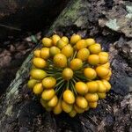 Unonopsis stipitata Fruit