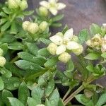 Galium megalospermum Flower