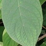 Hydrangea involucrata Blatt