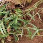 Leucanthemum adustum Blad