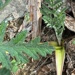 Thapsia villosa Leaf