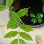 Cenostigma tocantinum ഇല