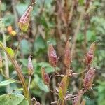 Alonsoa meridionalis Fruit